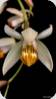 Coelogyne pachystachia